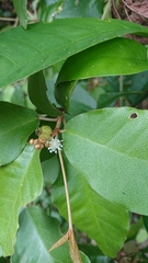 Croton cascarilloides