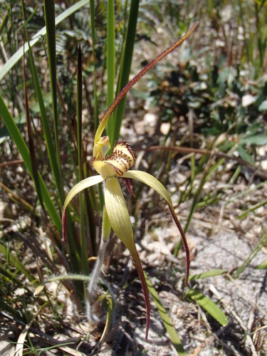 Caladenia orientalis (G.W.Carr) Hopper & A.P.Br.