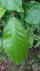 Croton cascarilloides