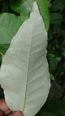 Croton cascarilloides