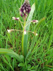 Bellevalia trifoliata