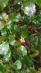 Euonymus tashiroi
