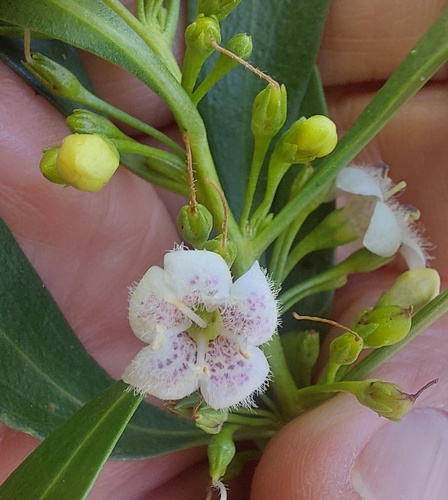 waterbush