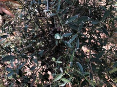 Citrus australis