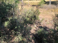Citrus australis