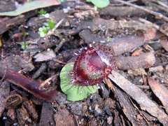 Corybas fimbriatus