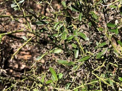 Citrus australis