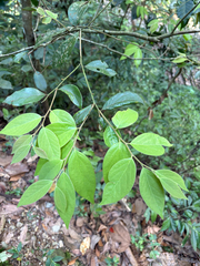 Lindera communis