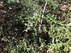 Citrus australis