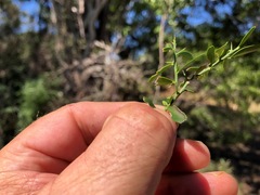 Citrus australis