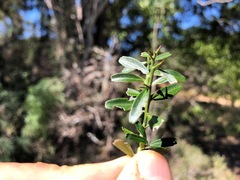 Citrus australis