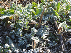 Artemisia princeps
