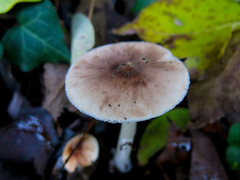 Leucoagaricus sublittoralis
