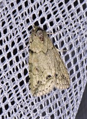 Calathusa basicunea