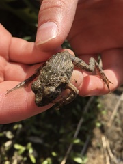 Glandirana rugosa
