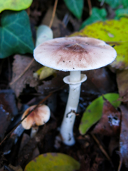 Leucoagaricus sublittoralis