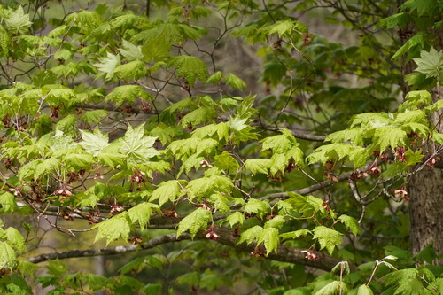 Downy Japanese Maple