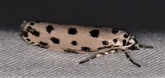 Ethmia sphaerosticha