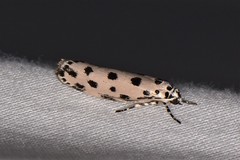 Ethmia sphaerosticha