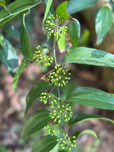 Smilax lanceifolia, photograph 5