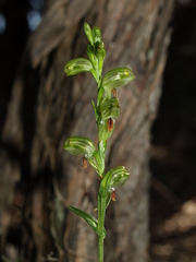 Pterostylis tunstallii
