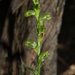 Pterostylis tunstallii - Photo (c) Michael Keogh, some rights reserved (CC BY-NC-SA), uploaded by Michael Keogh