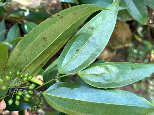 Smilax lanceifolia, photograph 6