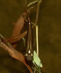 Aplocheilus panchax