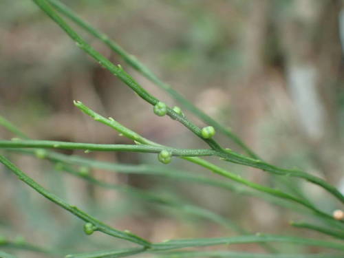 Psilotum image