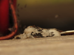 Iropoca rotundata