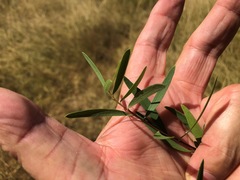 Denhamia cunninghamii