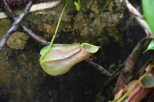 Sri Lankan pitcher plant