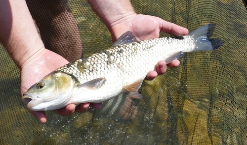 Squalius cephalus