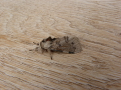 Iropoca rotundata