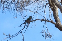 Purpureicephalus spurius