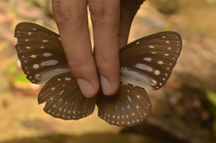 Euploea sylvester
