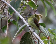 Pachyramphus versicolor