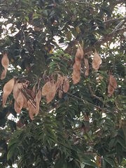 Lonchocarpus
