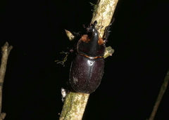 Heterogomphus schoenherri