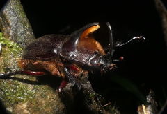 Heterogomphus schoenherri