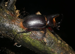 Heterogomphus schoenherri