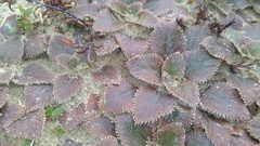 Gunnera hamiltonii