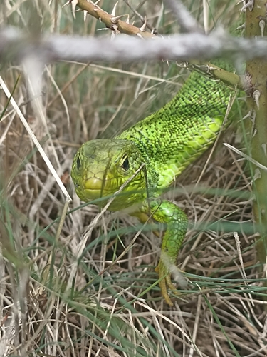 Balkan Green Lizard