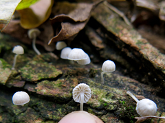 Phloeomana alba