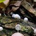 Mycena alba - Photo 由 frahome 所上傳的 (c) frahome，保留部份權利CC BY-NC