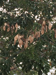 Lonchocarpus