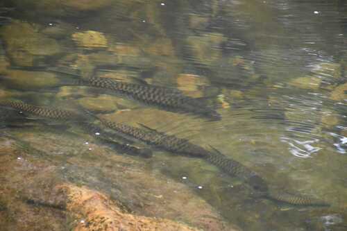 Black mahseer (Tor khudree) — Cyprinidae — 4