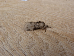 Iropoca rotundata