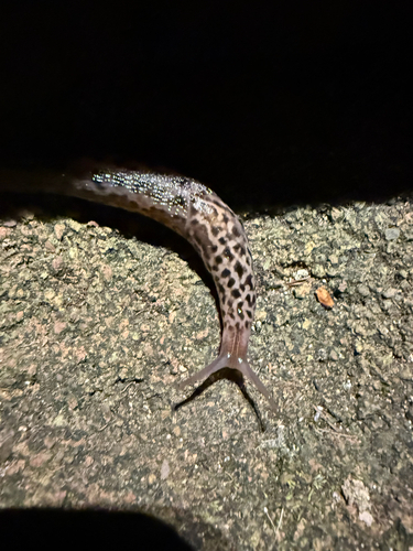 Limax maximus