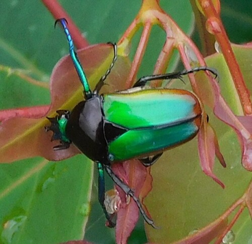 Taurhina polychrous